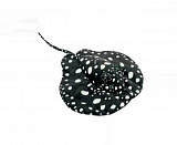 ������� ���. ���� ������ 35�� 